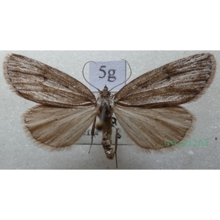 Pachycnemia hippocastanaria (Hübner, 1799) Płazik wrzosowiak Czech5g